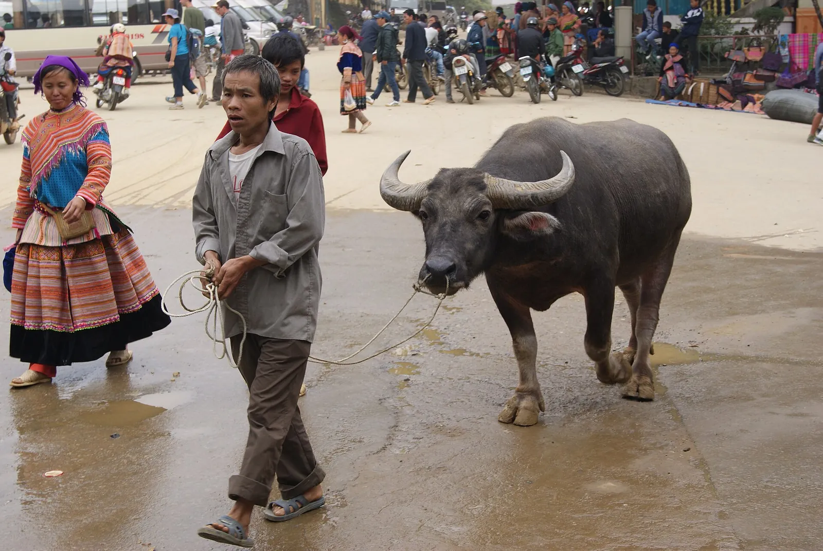 A man leads a water buffalo along a wet street in Bac Ha, with a woman in Flower Hmong dress behind him