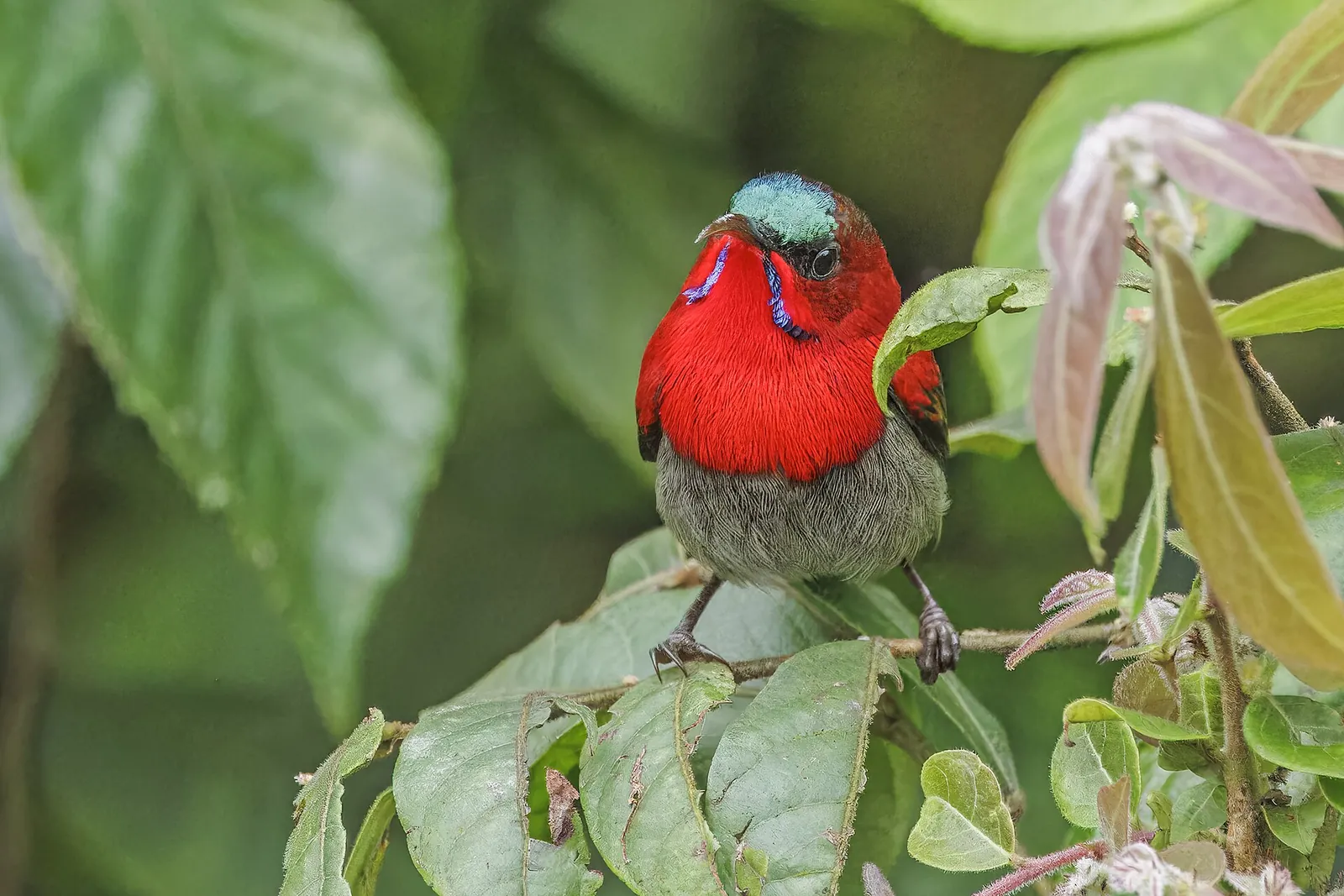 A male crimson sunbird with a red breast and iridescent green crown perched among green leaves in Bach Ma National Park