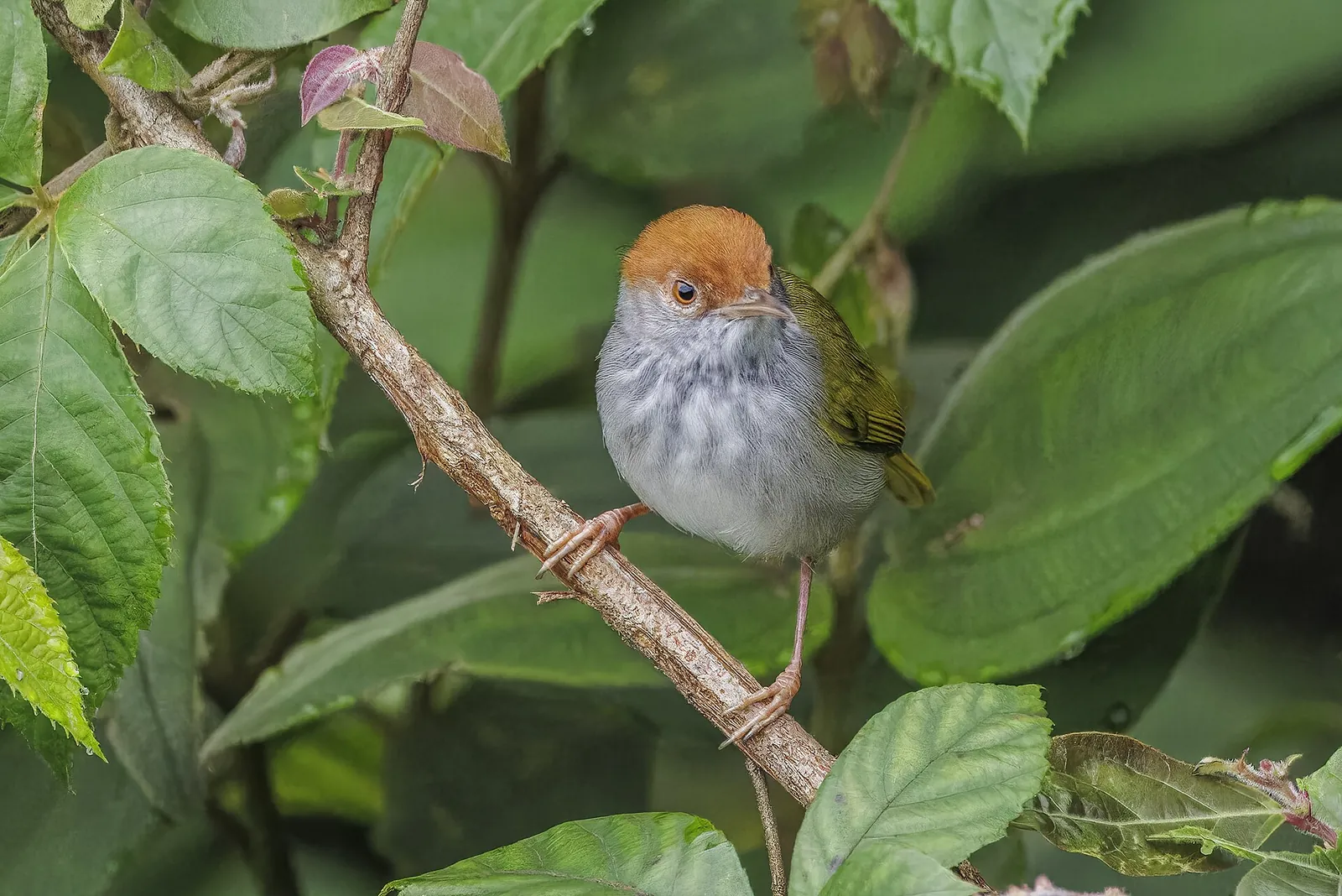 A dark-necked tailorbird with an orange-brown cap and grey breast perched on a leafy twig in Bach Ma National Park