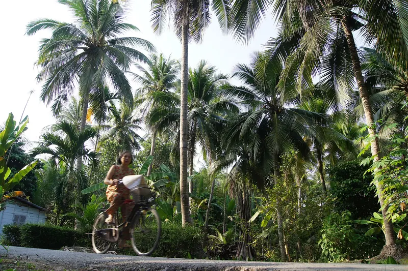 A woman cycles along a lane under tall coconut palms in Chau Thanh, Ben Tre