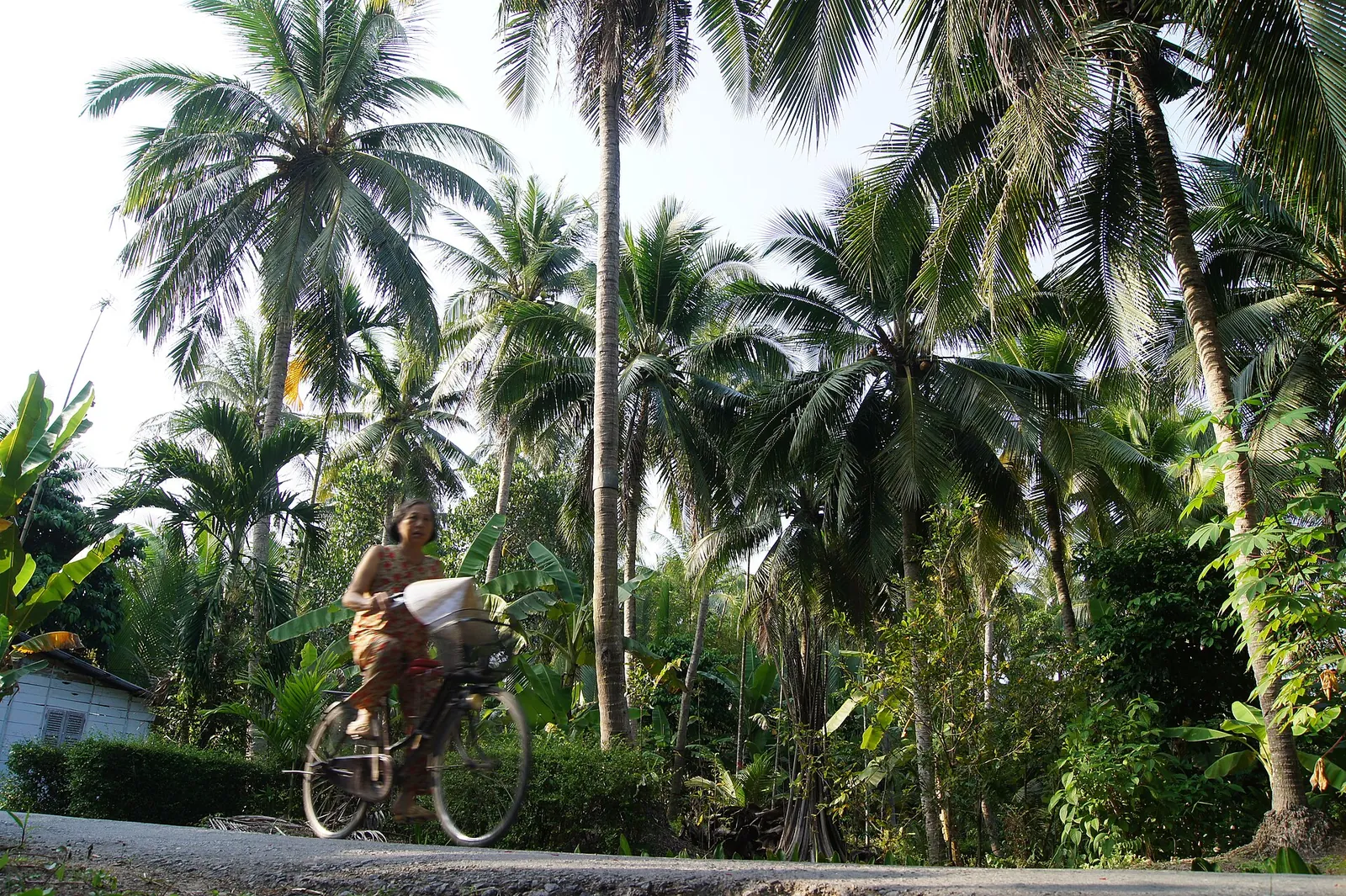 A woman cycles along a lane under tall coconut palms in Chau Thanh, Ben Tre
