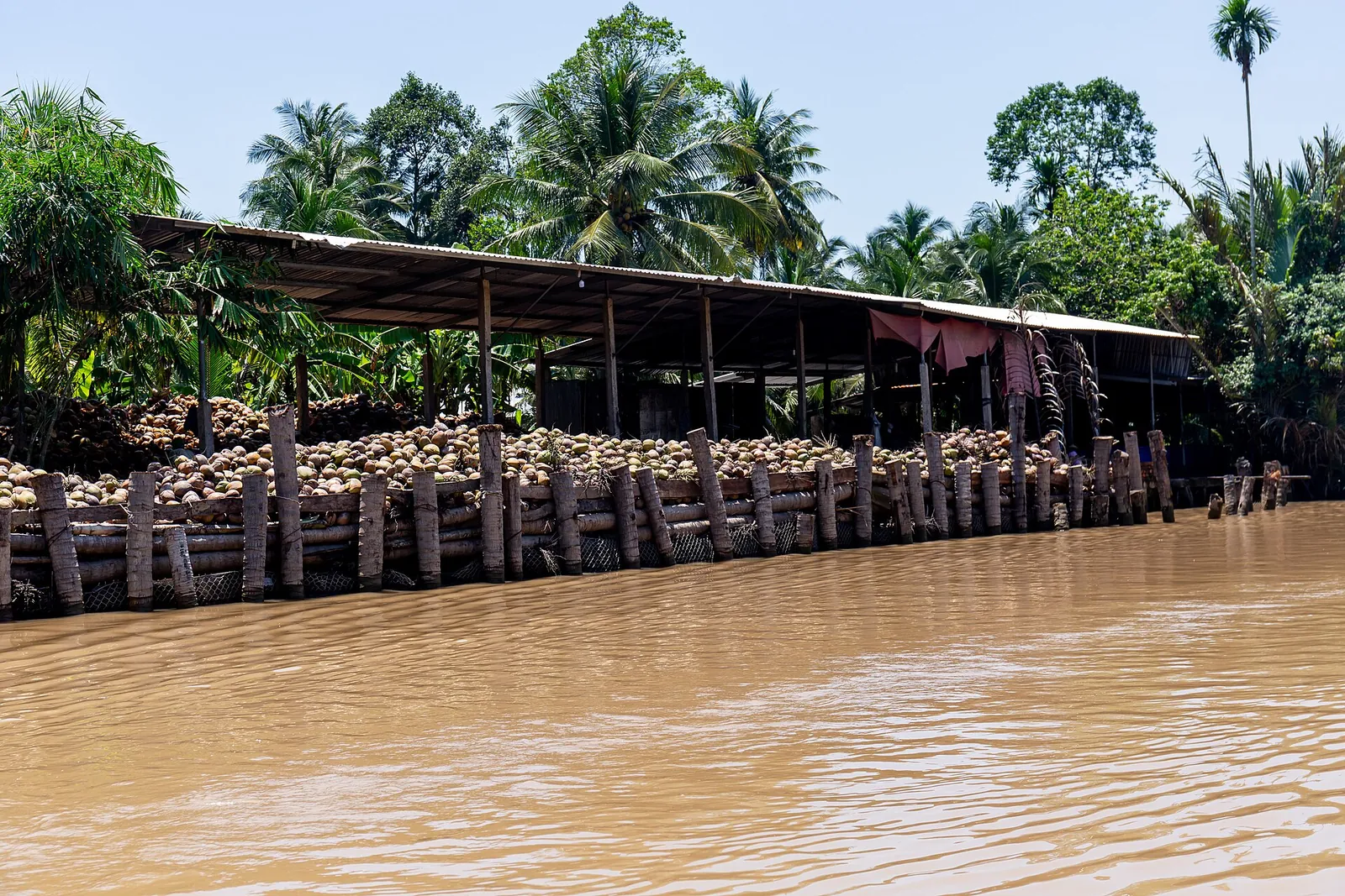 Coconuts heaped under a long riverside shed behind a brown river