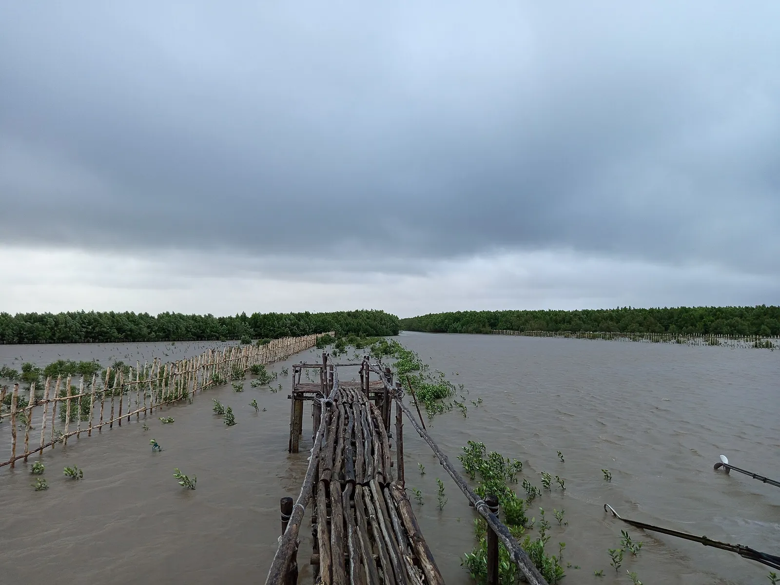 Wooden walkway over flooded mudflats with young mangroves planted in rows at Dat Mui