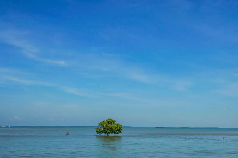 A lone mangrove tree standing in calm blue water off the Can Gio coast under a bright sky
