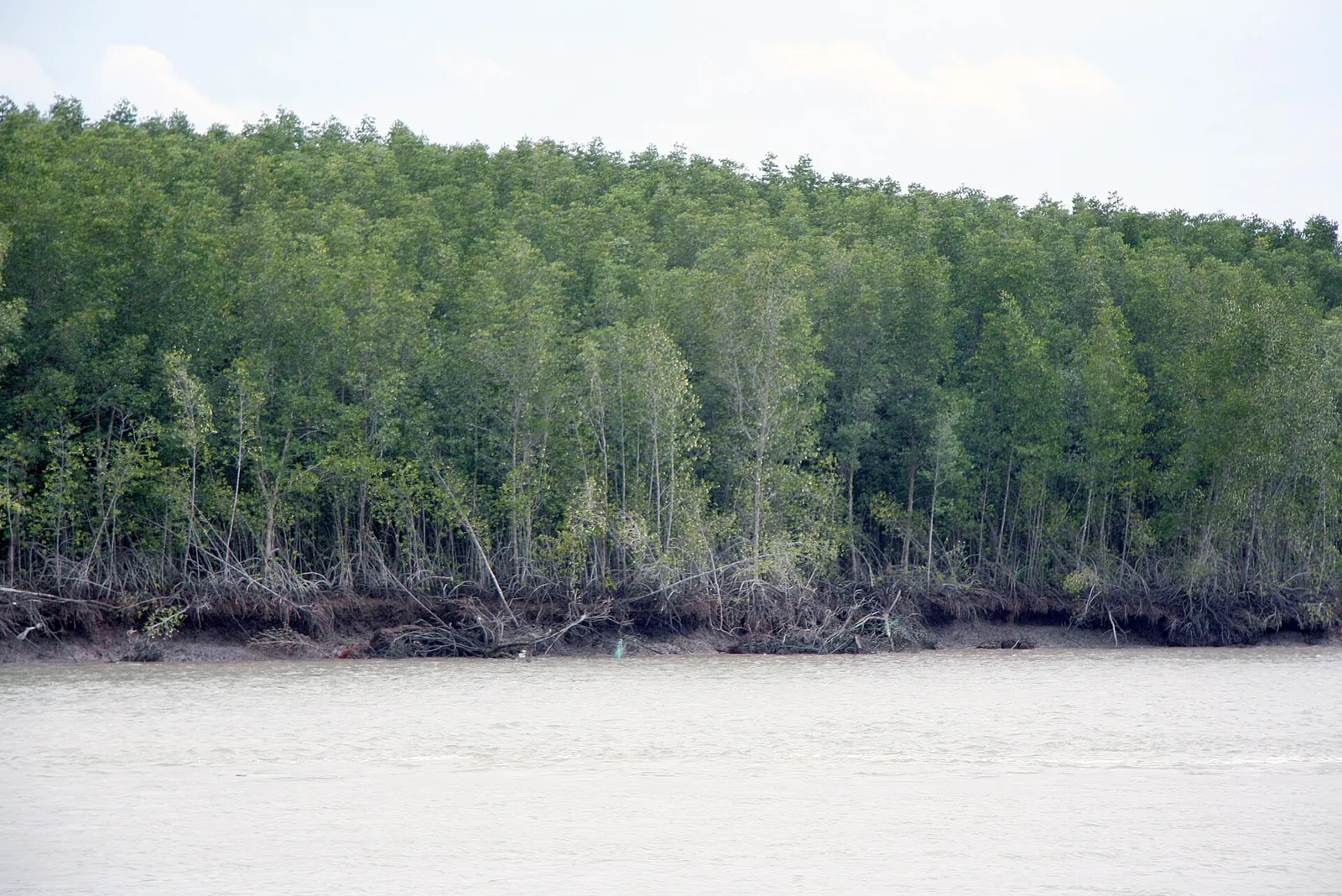A dense wall of mangrove trees along a muddy riverbank in the Can Gio Biosphere Reserve