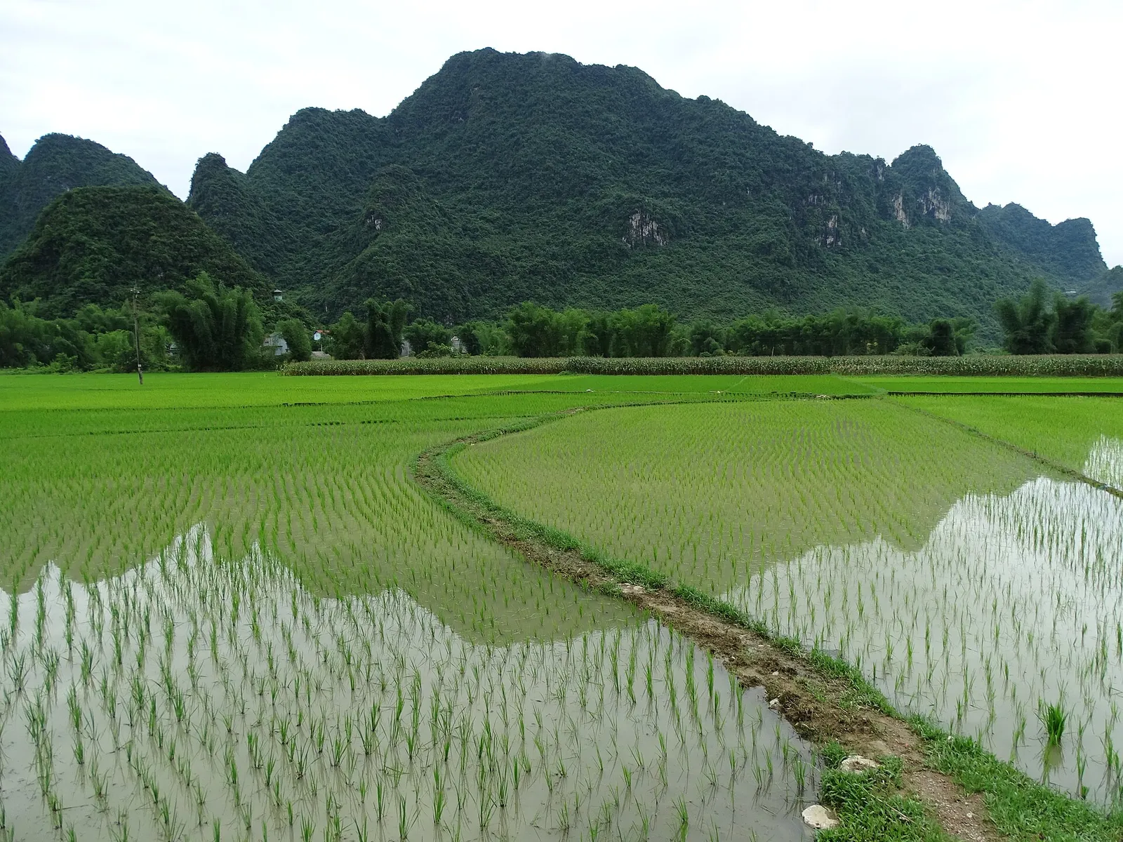 Young rice fields in front of steep green limestone hills near Nguom Ngao Cave