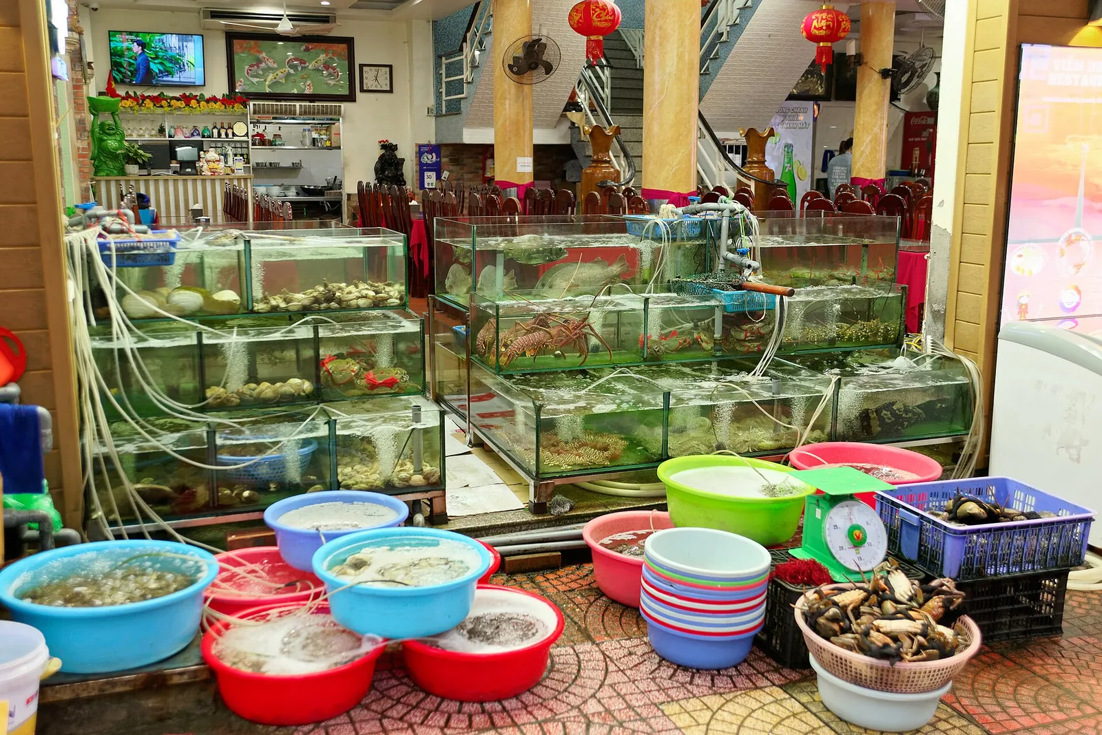 Live seafood in tanks and bowls of shellfish outside a seafood shop in Cat Ba Town