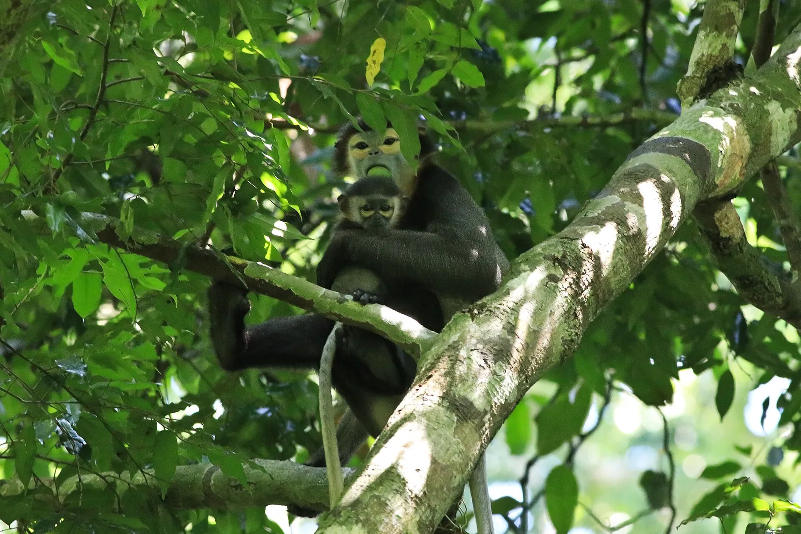 A black-shanked douc langur sitting on a branch among leaves in Cat Tien National Park