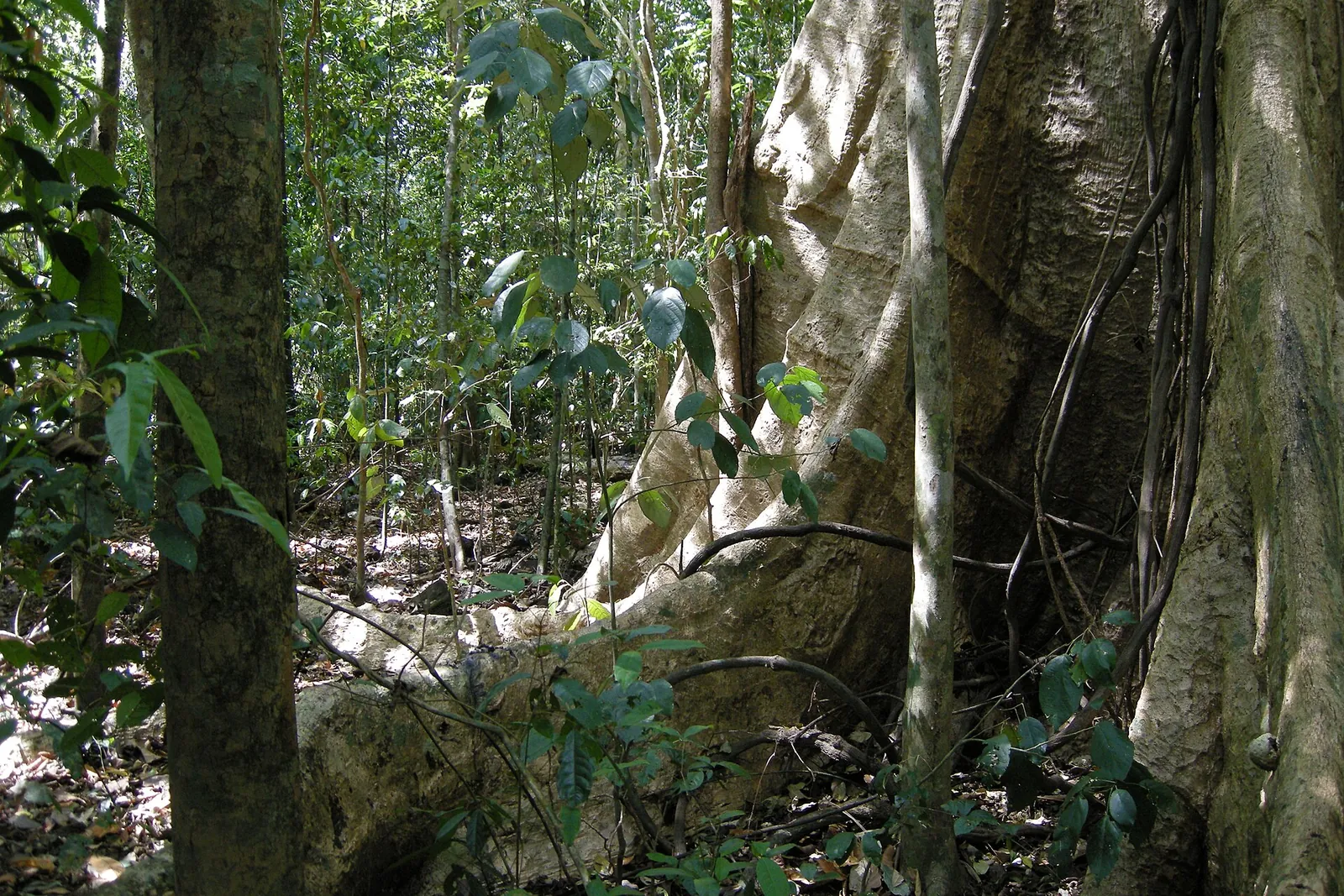 Huge buttress roots of a tall tree beside a forest trail in Cat Tien National Park