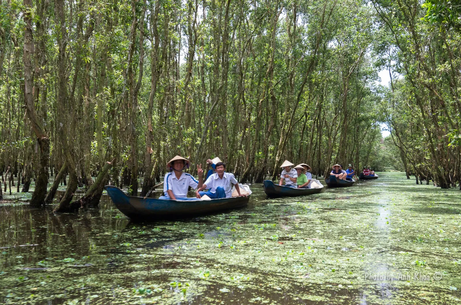 Visitors in small rowing boats on a duckweed-covered channel through the melaleuca trees of Tra Su forest