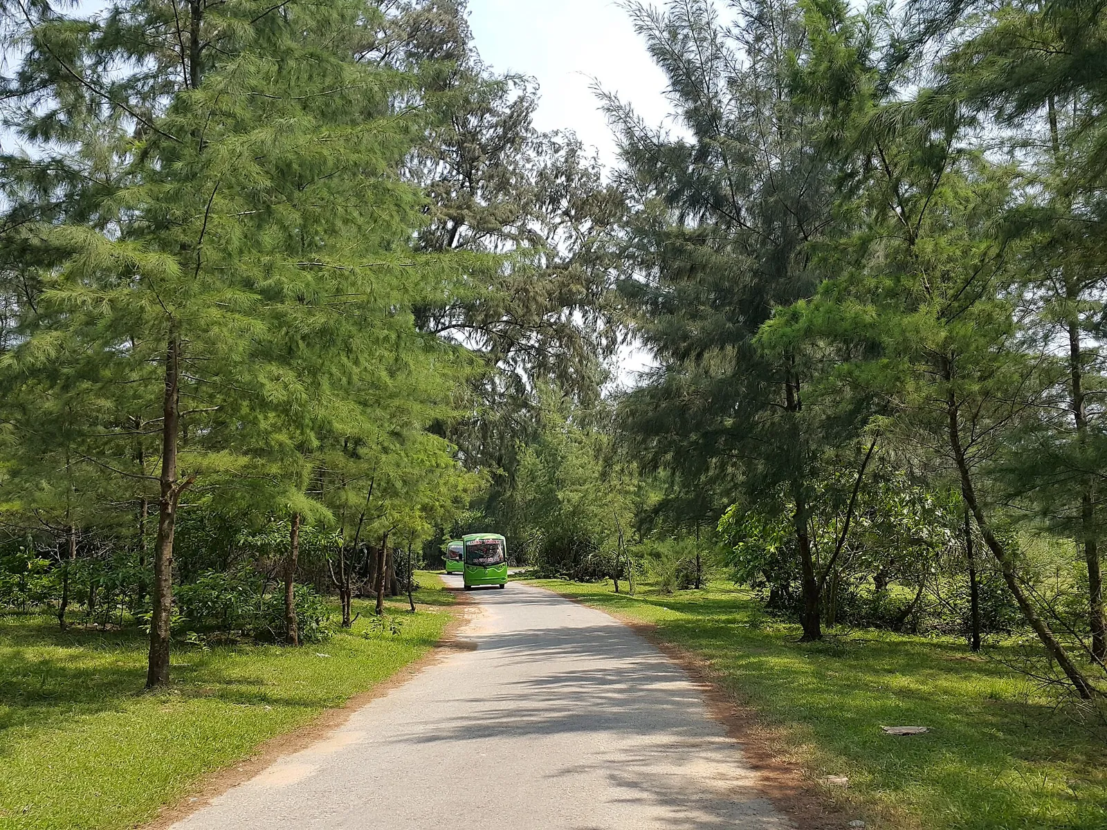 A paved lane through casuarina trees with a green bus in the distance, Co To Island