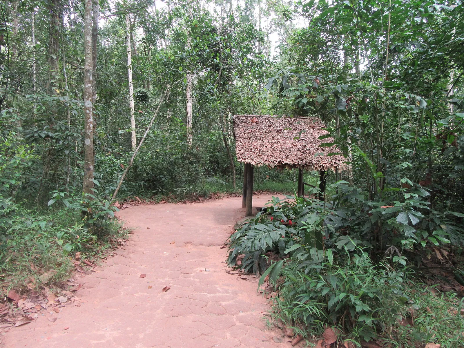 A red-earth path through tall forest leading to a small thatched shelter at the Cu Chi Tunnels