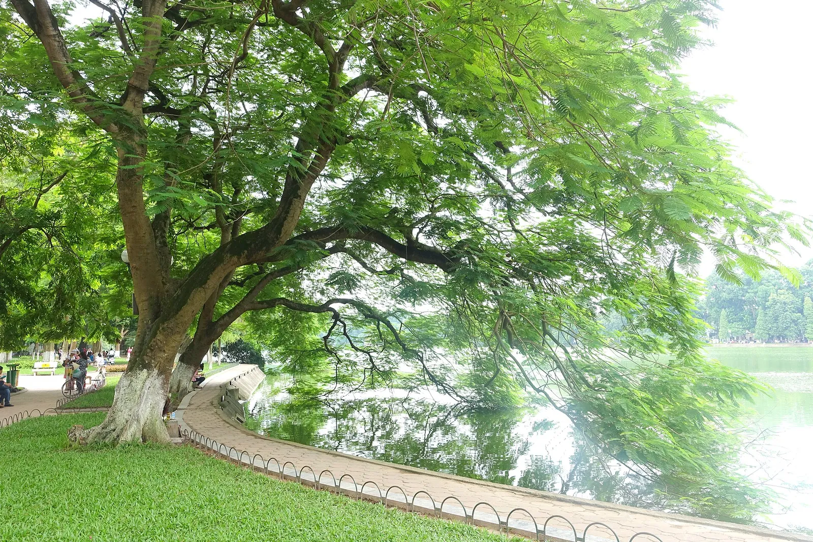 Tree-lined lakeside path curving along Hoan Kiem Lake in central Hanoi