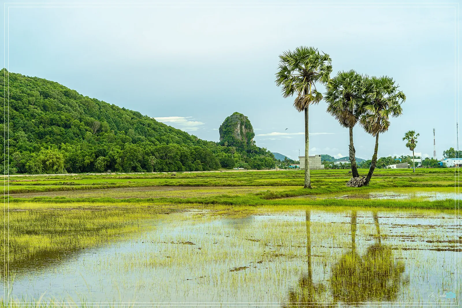 A limestone outcrop rising beyond a flooded green field and sugar palms at Thach Dong, Ha Tien