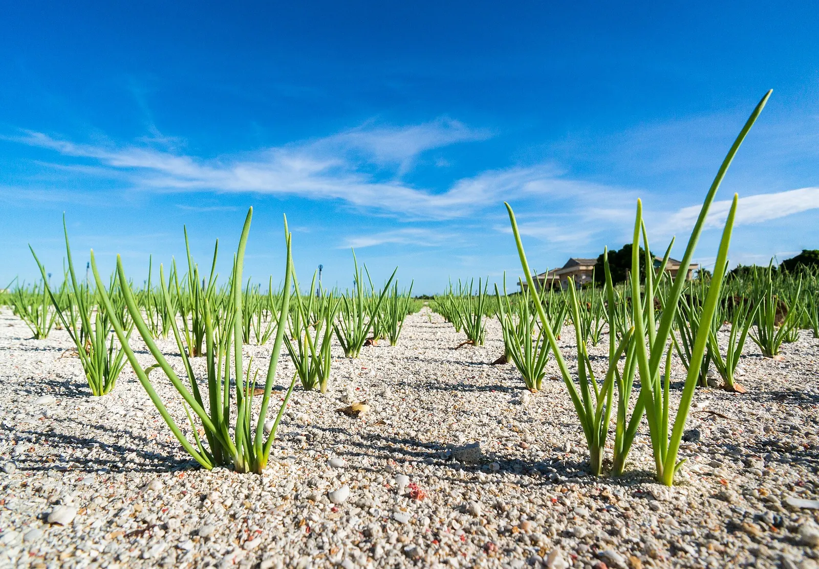 Rows of young green shoots growing from a field covered with white sand on Ly Son