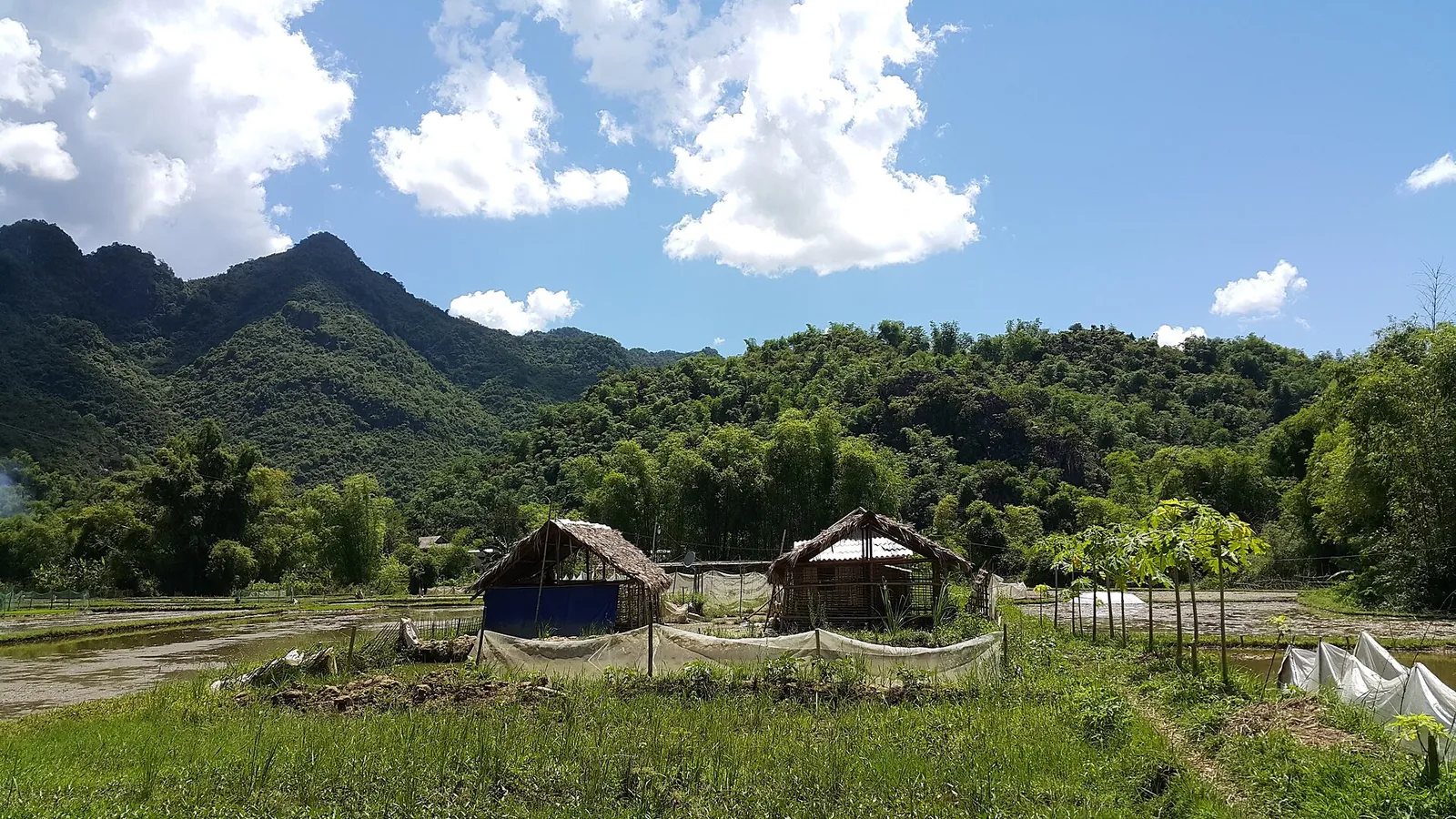 Rice fields and thatched huts below forested limestone hills at Ban Lac, Mai Chau