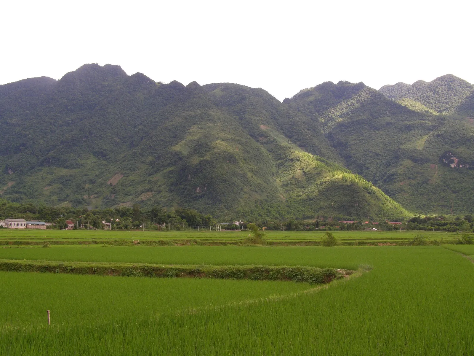 Flat green rice paddies stretching to steep forested mountains in Mai Chau