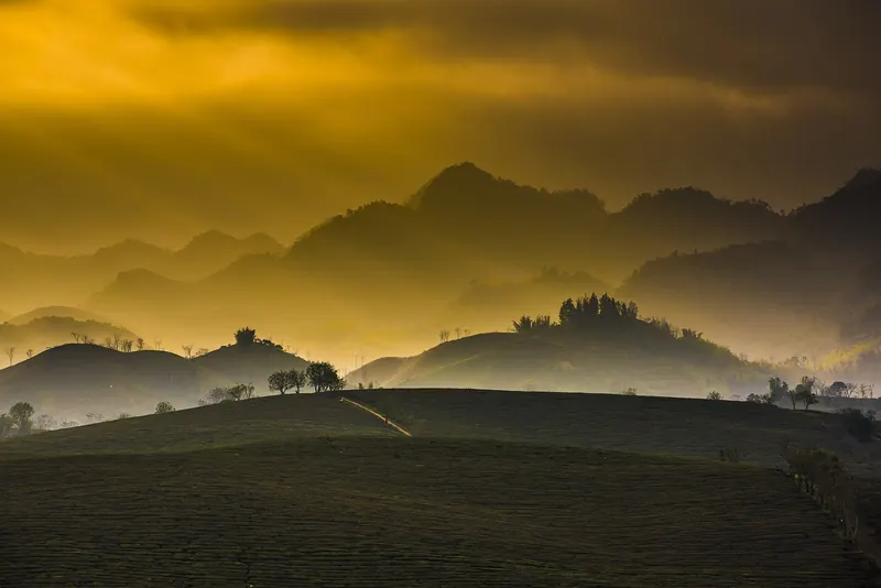 Rows of tea bushes on rolling hills in Moc Chau with misty ridges behind under a golden sky