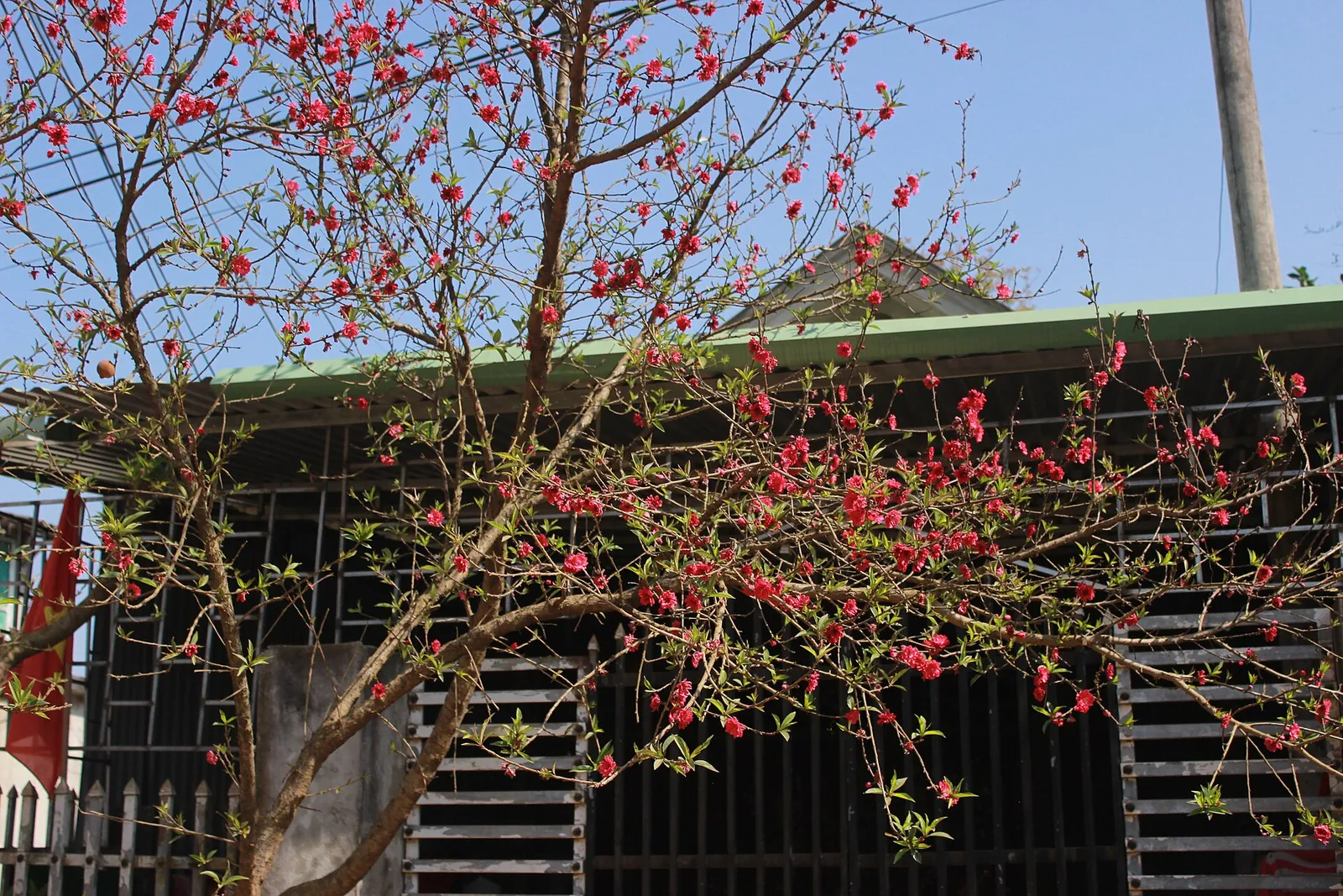 Pink blossom on a bare-branched tree in front of a house under a blue sky in Moc Chau