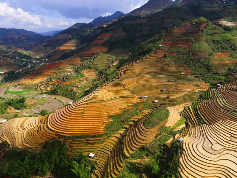 Golden and green rice terraces curving around the hillsides of Che Cu Nha, Mu Cang Chai