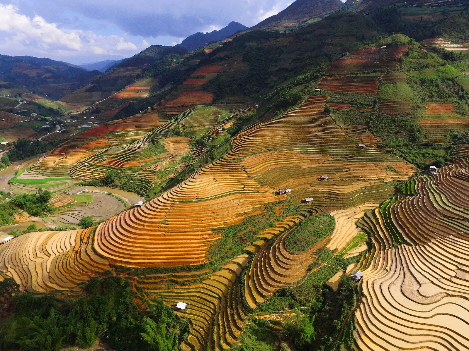 Golden and green rice terraces curving around the hillsides of Che Cu Nha, Mu Cang Chai