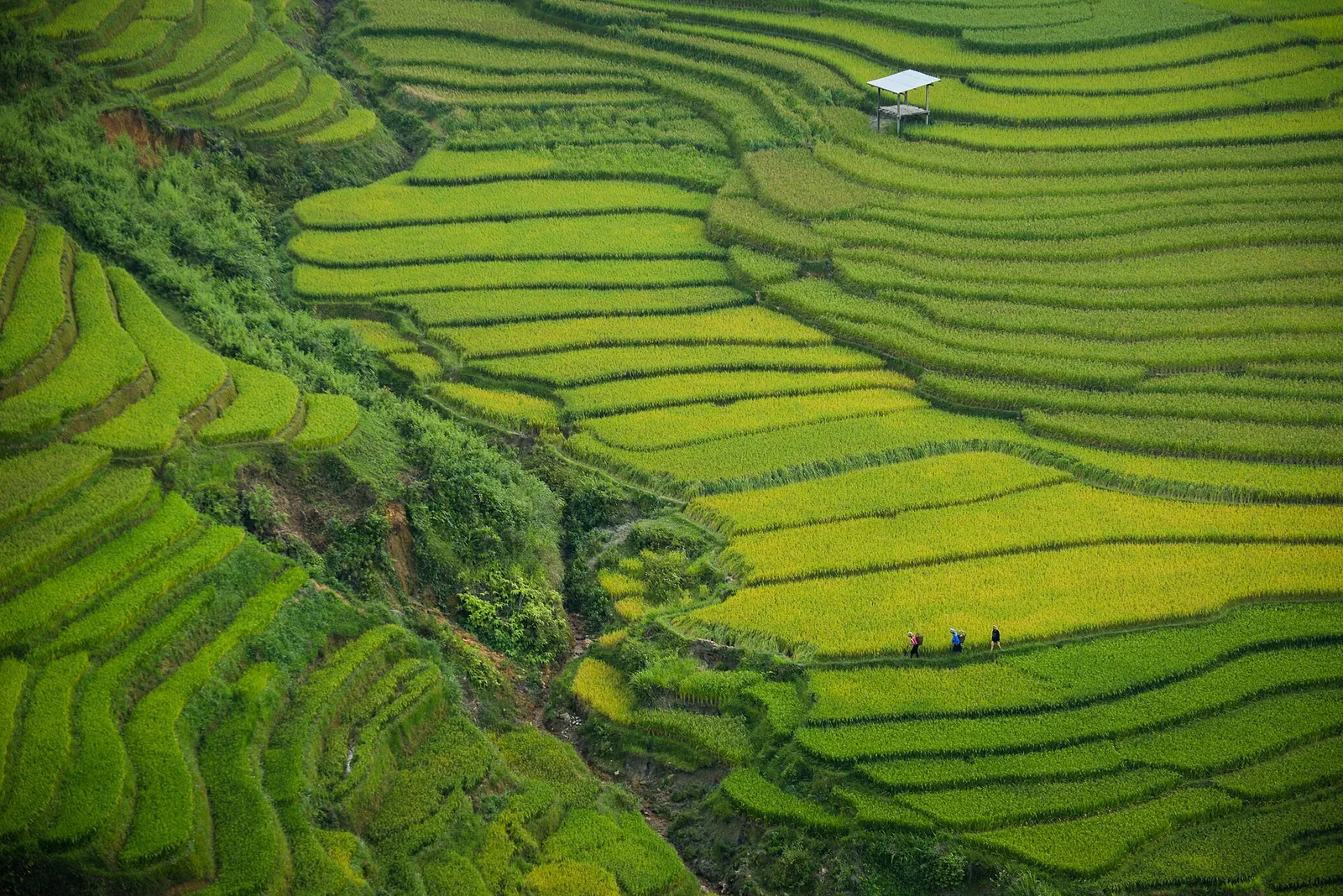 Bright green rice terraces seen from above near Khau Pha Pass