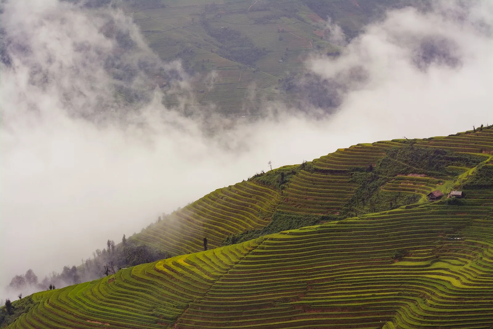 Rice terraces on a steep slope at La Pan Tan with low cloud drifting over the hill