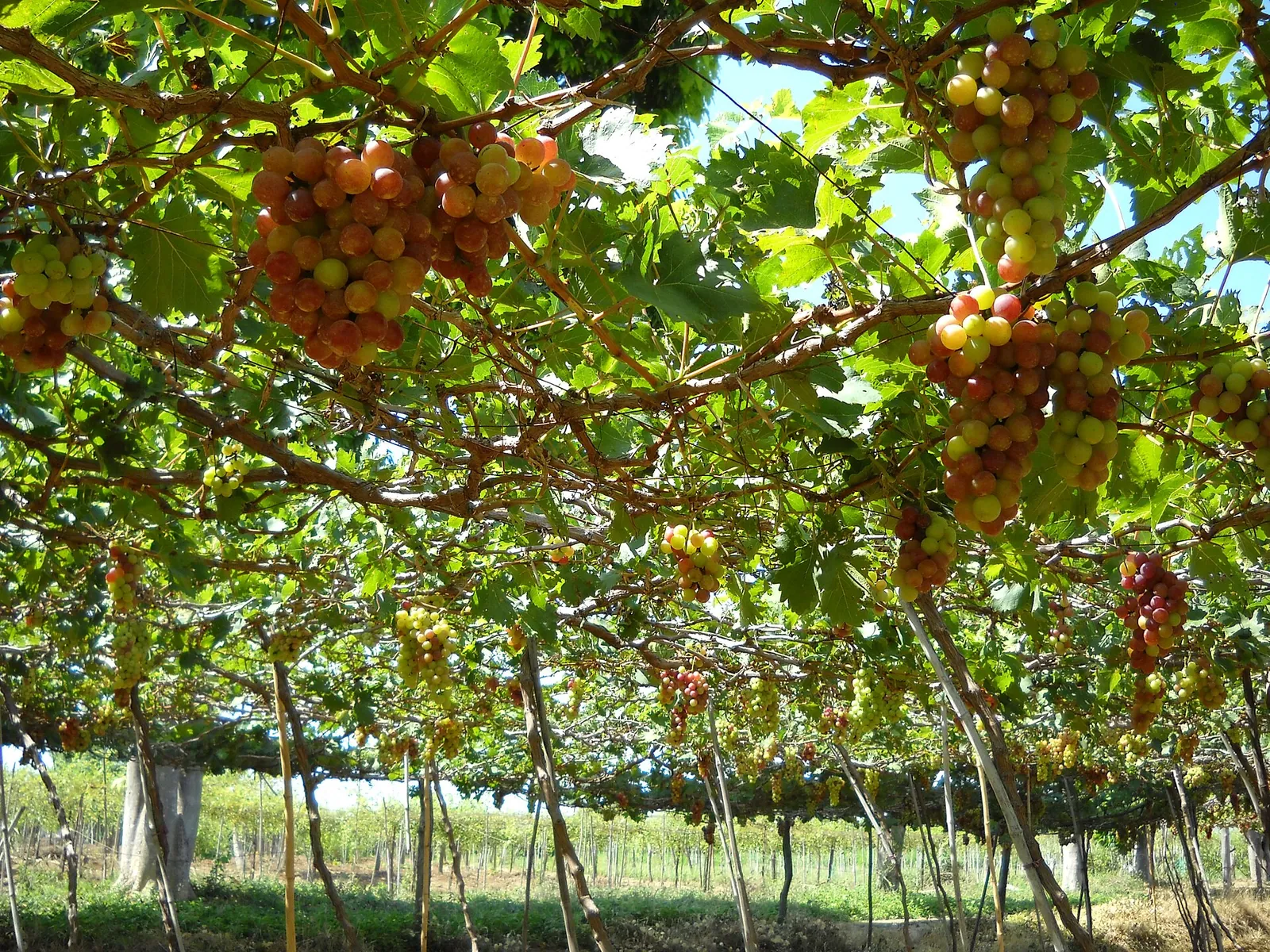 Bunches of red grapes hanging from an overhead trellis in a vineyard at Phan Rang