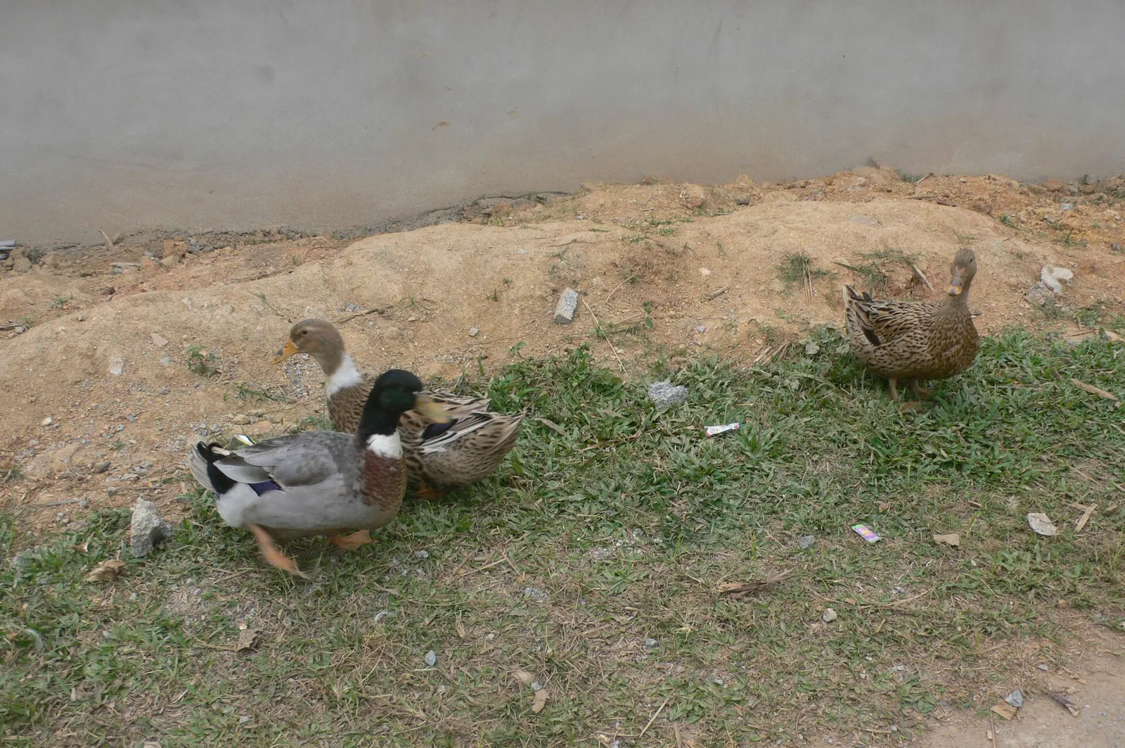 Grey-brown Co Lung ducks foraging in a farmyard in the former Lung Niem commune