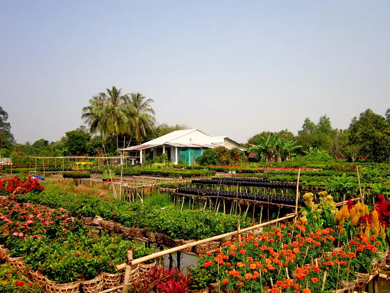 Rows of red, orange and pink flowers on raised beds in the Tan Quy Dong flower village, Sa Dec, with palm trees behind