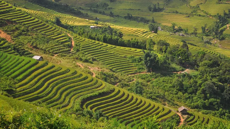 Green and yellow rice terraces curving down a hillside near Sa Pa