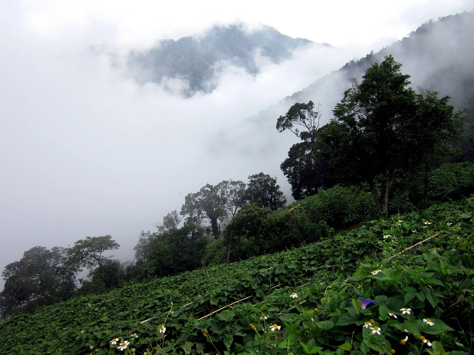 Terraces of chayote vines in the mist at Tam Dao, with forest and clouds behind