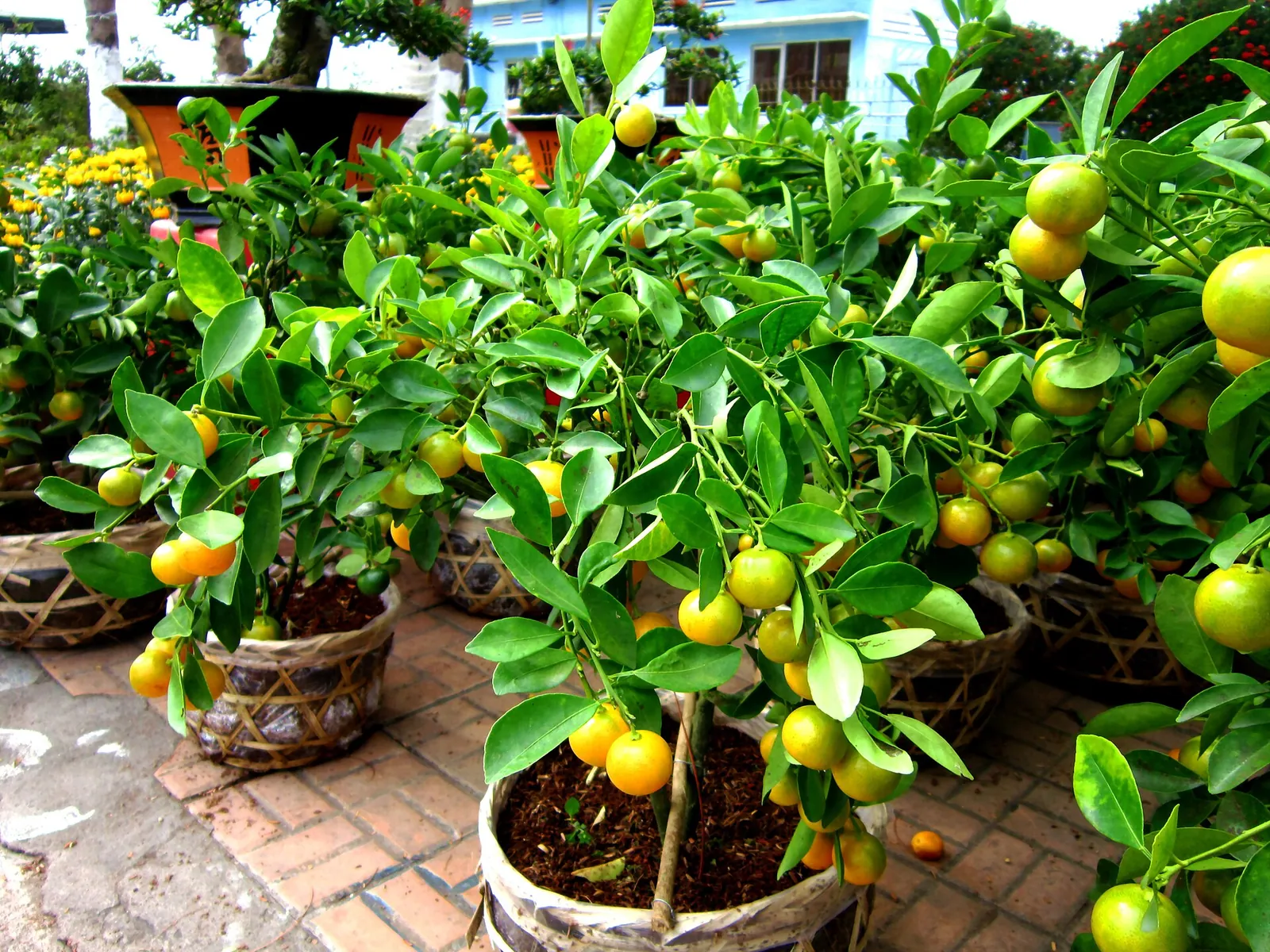 Potted kumquat trees heavy with orange fruit for sale at a spring flower market