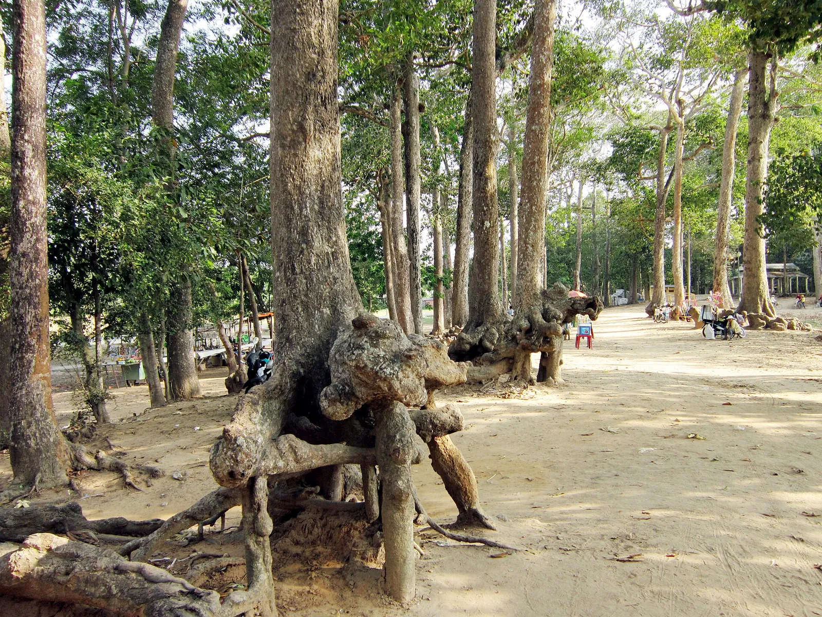 Sandy path under tall old trees at Ba Om pond, with huge gnarled roots rising out of the ground