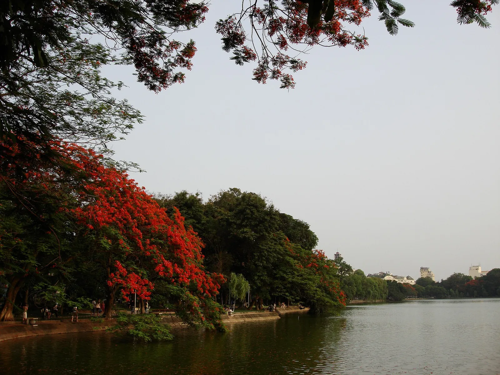 Flame trees in red flower along the shore of Hoan Kiem Lake in Hanoi