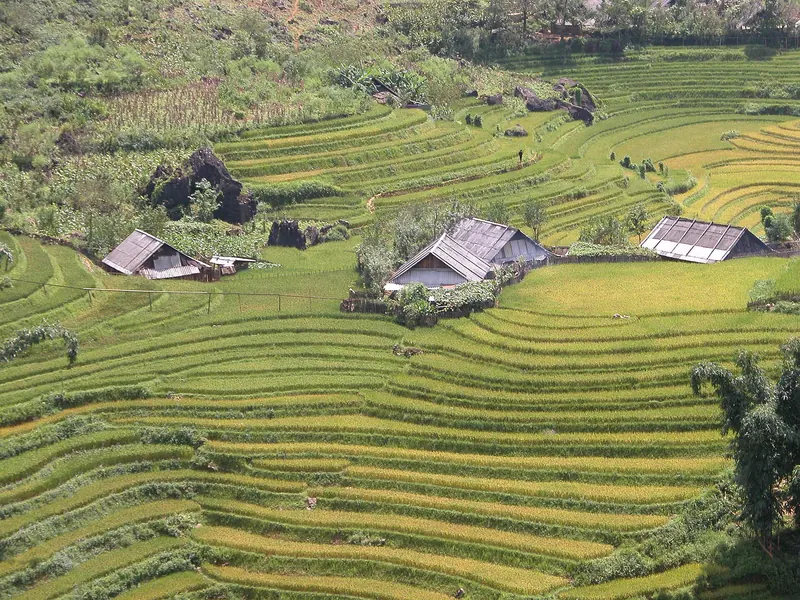 Green and yellow rice terraces with wooden village houses on a hillside near Sa Pa