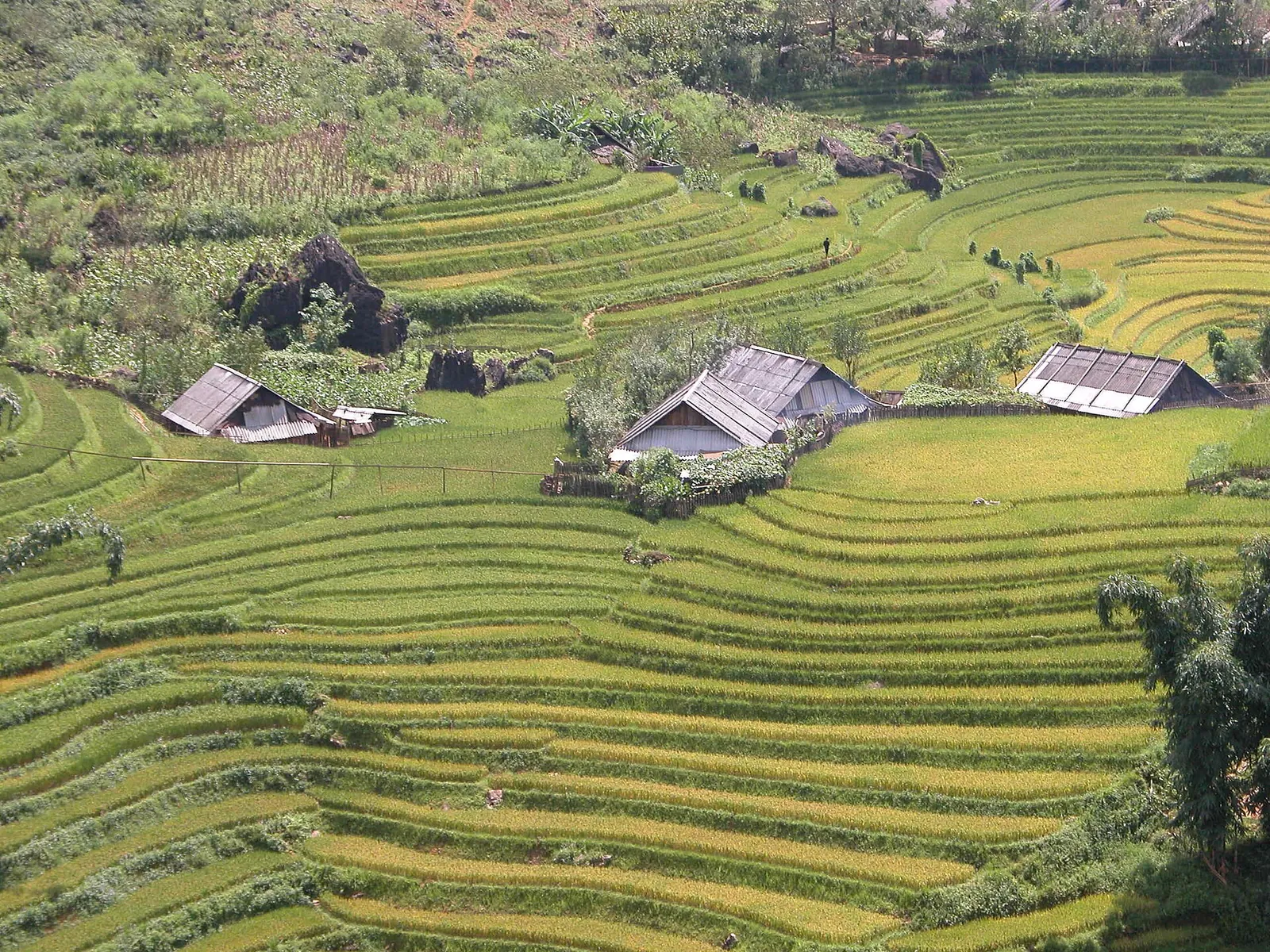 Green and yellow rice terraces with wooden village houses on a hillside near Sa Pa