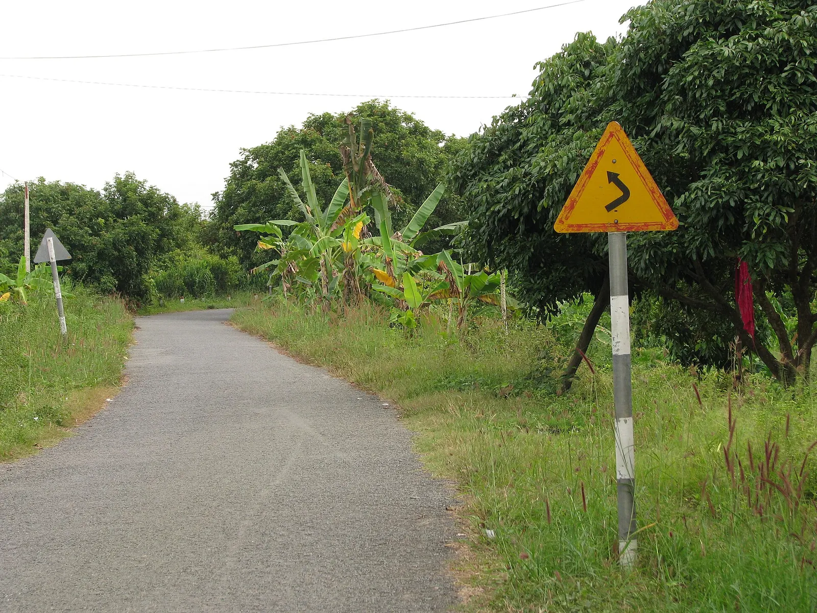 A narrow paved lane with a curve warning sign running between banana plants and trees on An Binh island